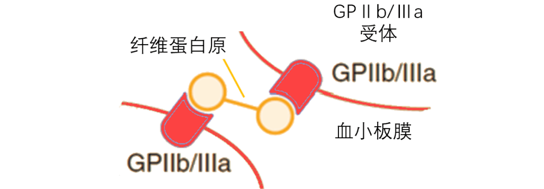 关于替格瑞洛,至少需要知道这5点!