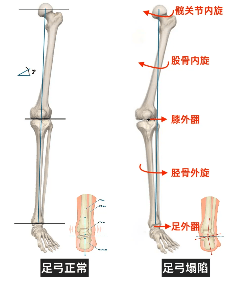 腿的结构图和名称图片