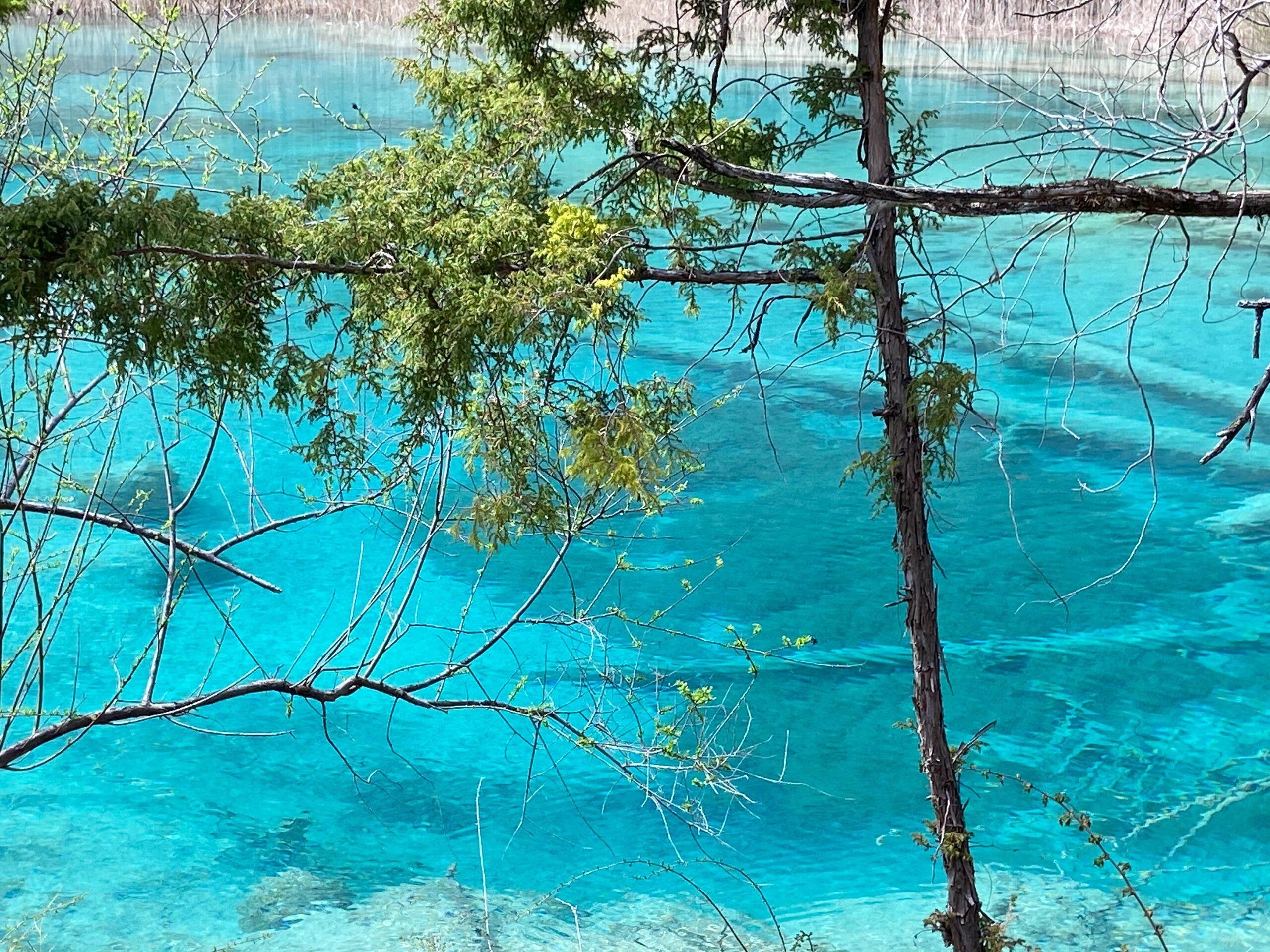 四川九寨沟5天旅游 ,花我一个月时间整理出来的旅行懒人攻略,拿走不写