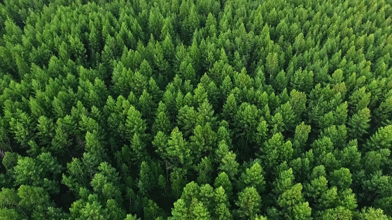 黑龙江森林覆盖率图片