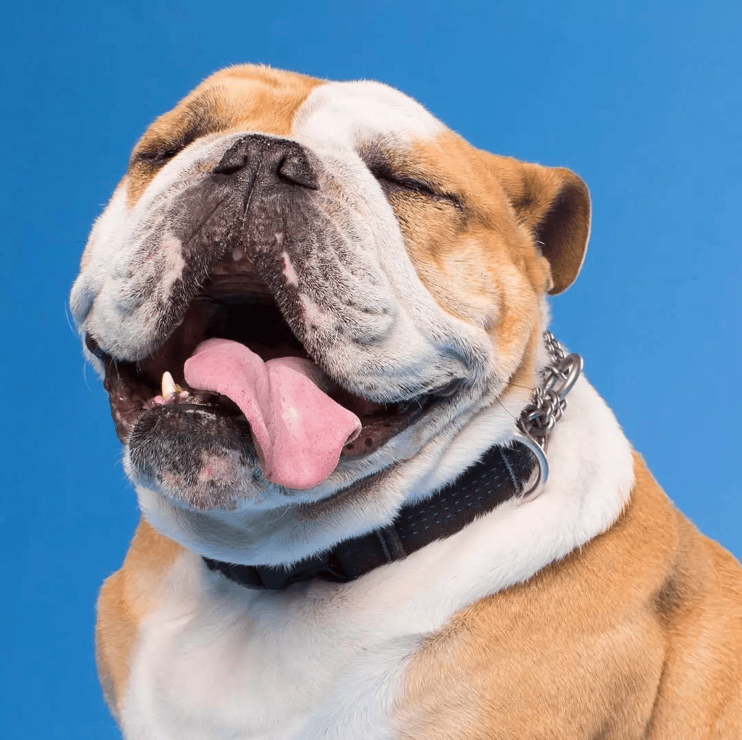 傻狗!_狗狗_镜头_照片