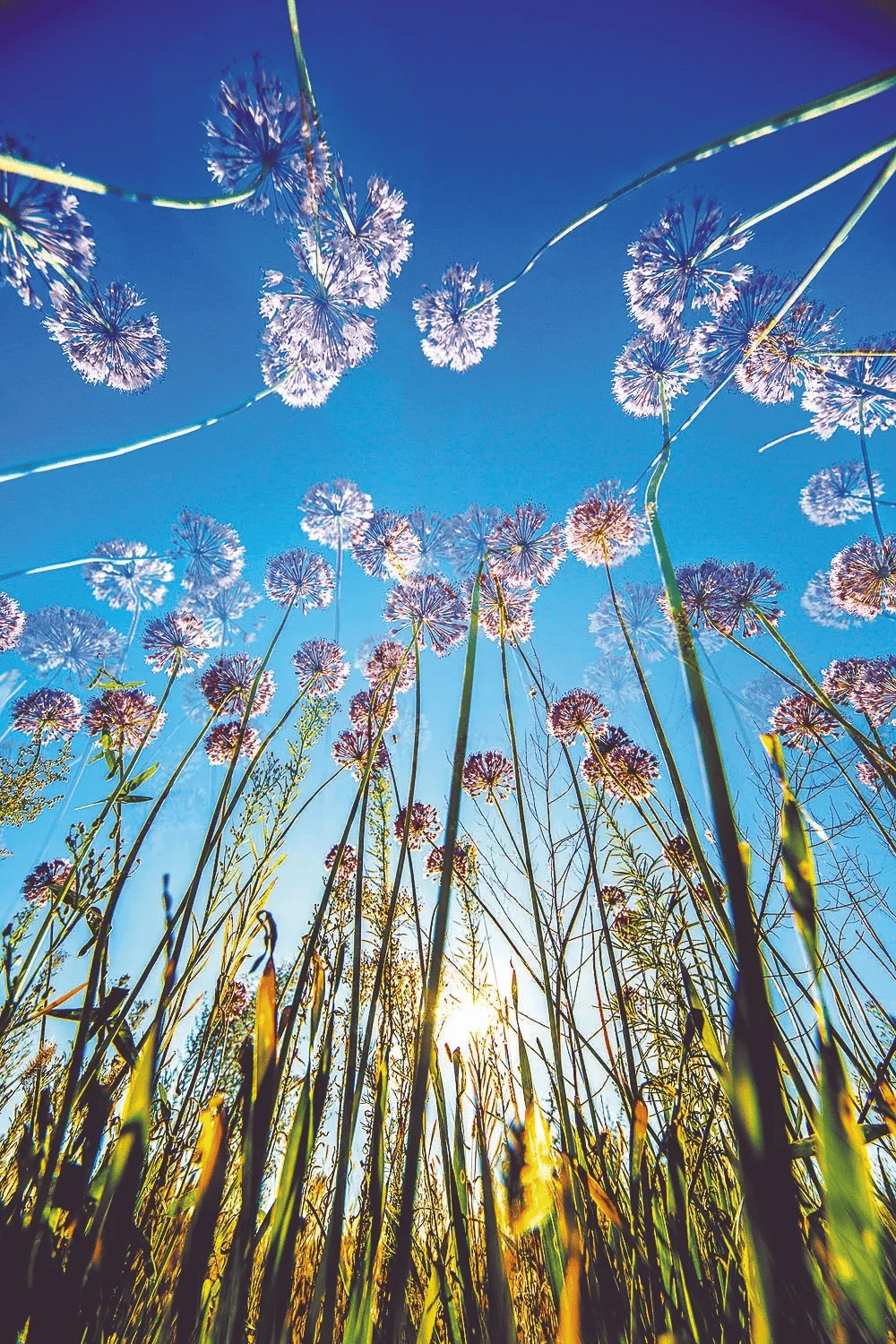 以青春之名 爱上阜平 | 纪风:虫声鸟语