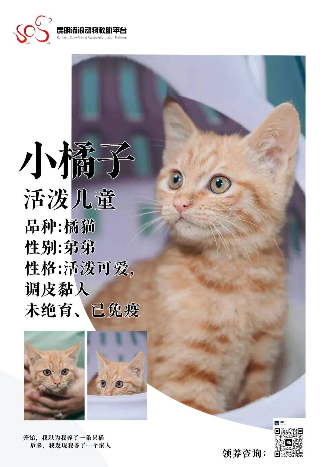 小猫的动物档案介绍图片