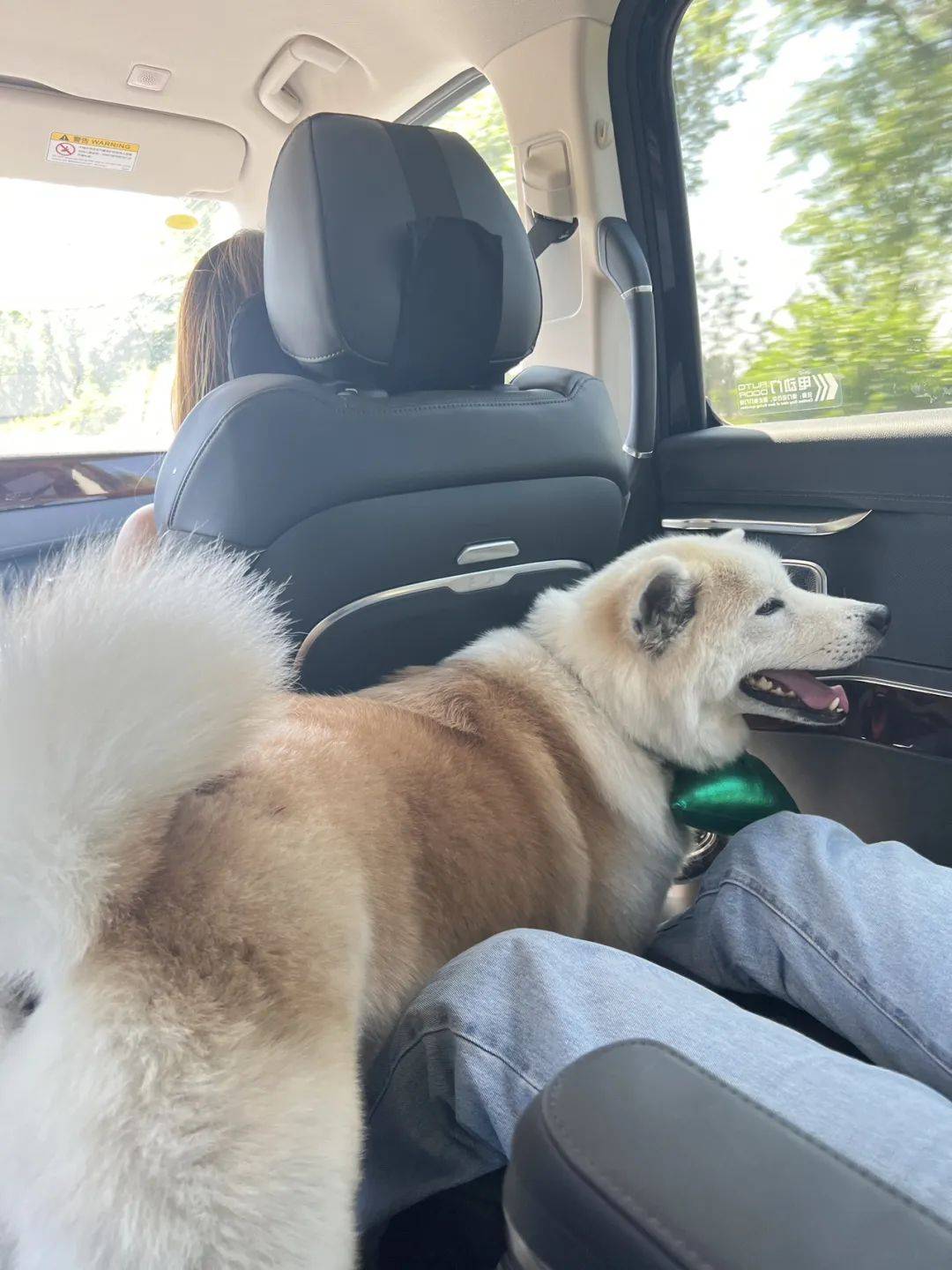 带上猫和狗,开车3000公里,从北京去大理!