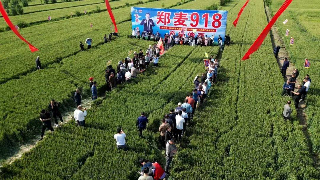 帝益麦种业召开2024年安徽区域郑麦136郑麦918现场观摩会