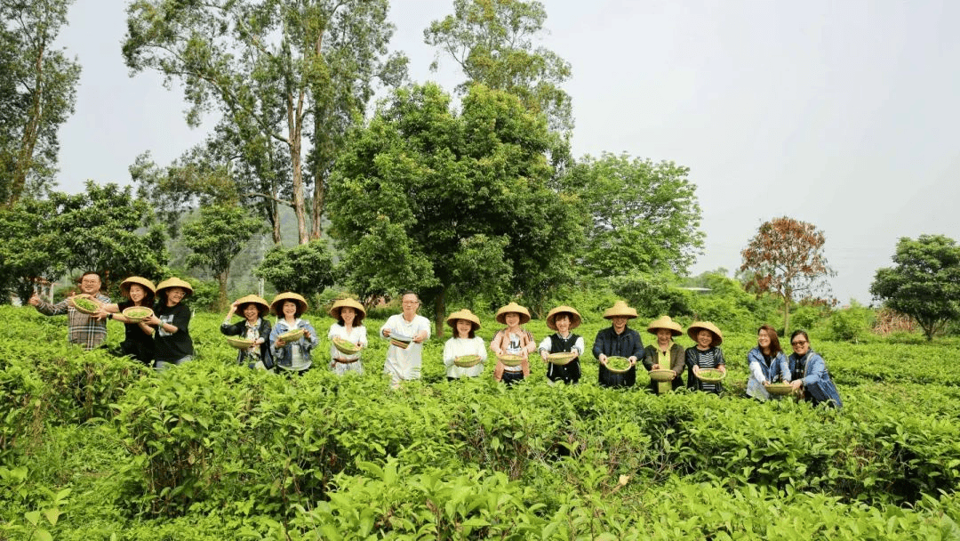 18英德自驾 | 仅此1团】深度体验英德春茶制作,叹山泉温泉,住天鹅湖