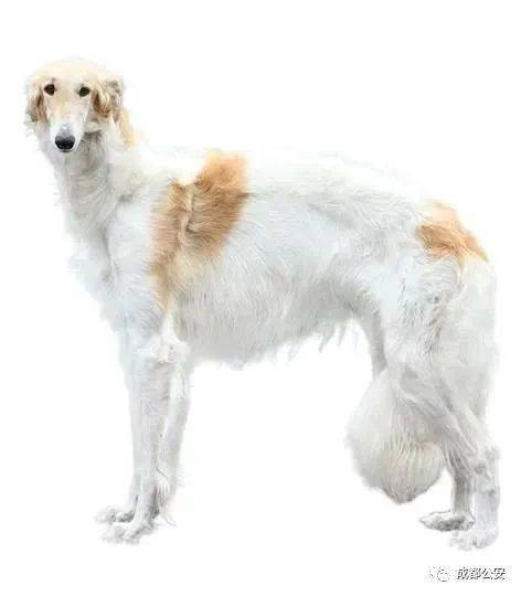 大白熊犬(比利牛斯山犬)greatpyrenees27. 拳师犬boxer28.