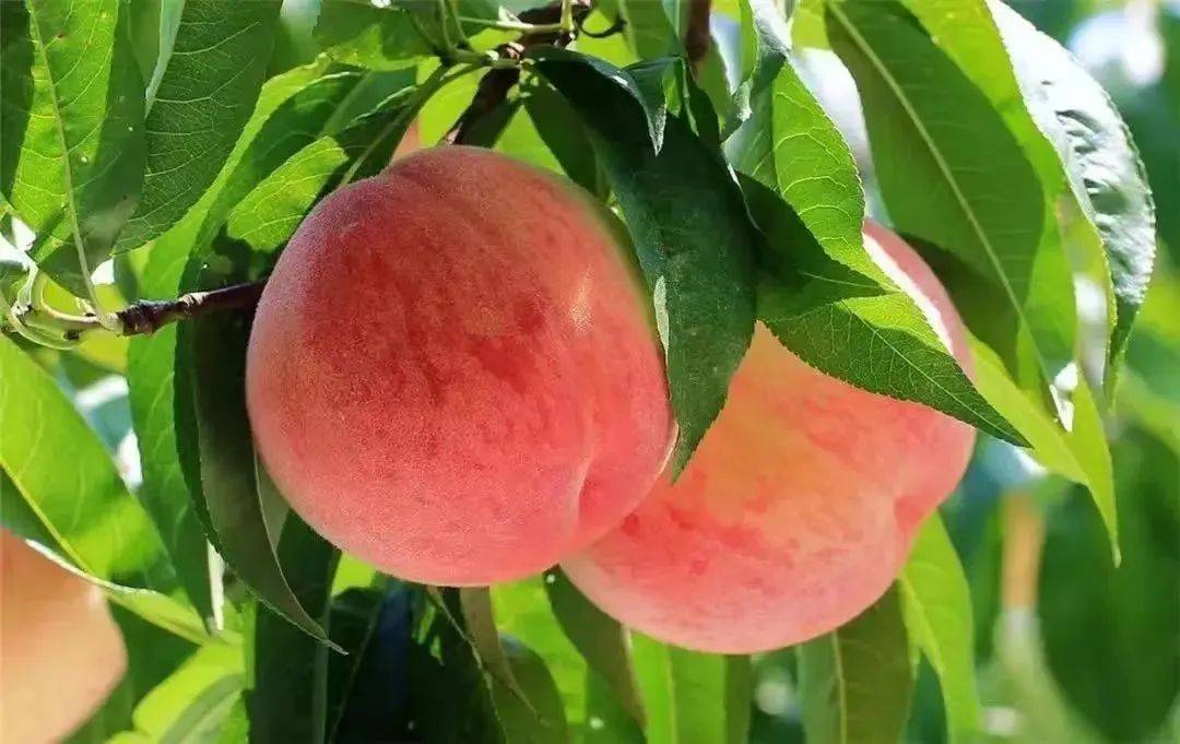 这个季节,成都人最爱吃的水果竟然是ta!_枇杷_龙泉_水蜜桃