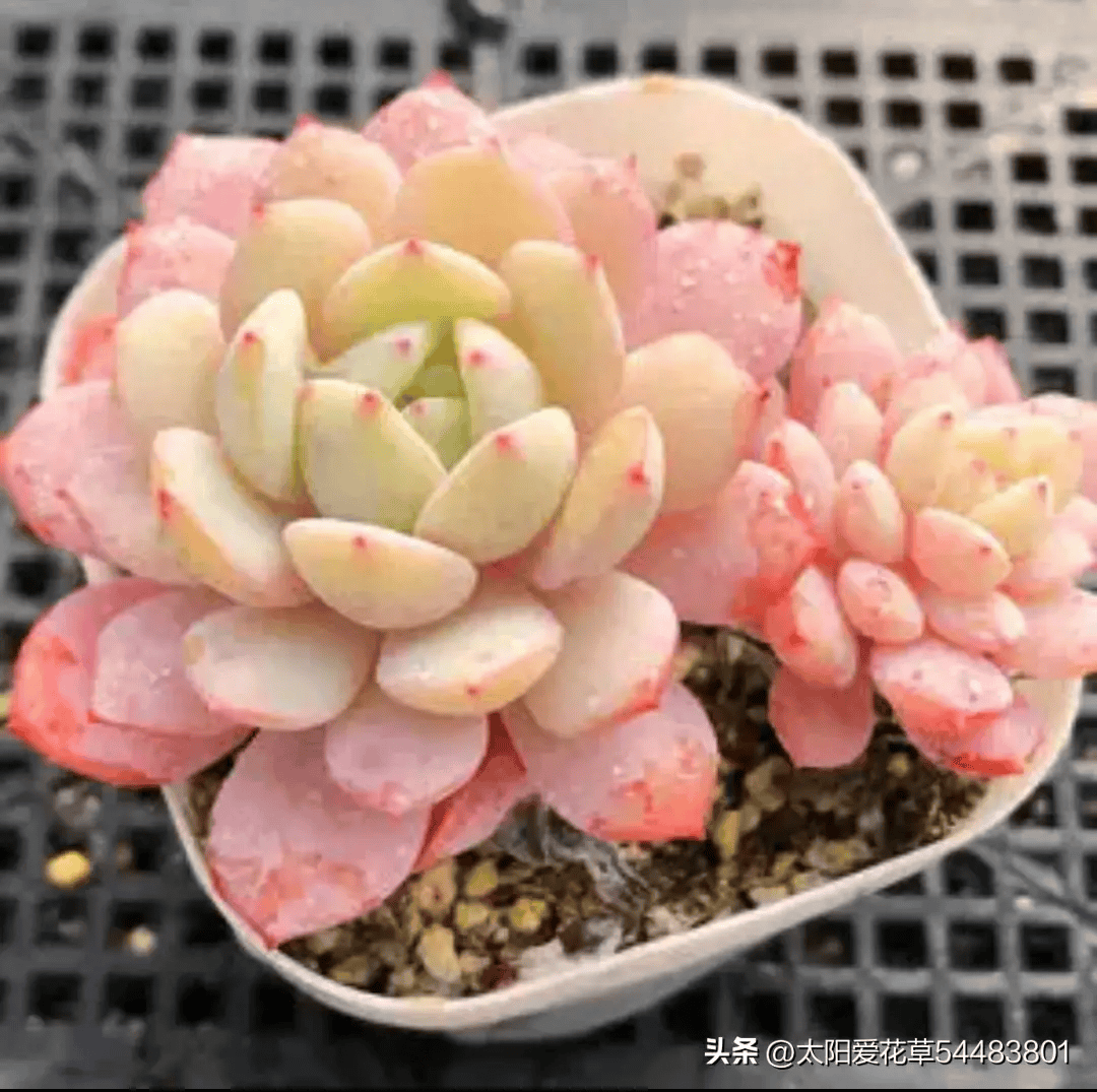 而这个时候,再养入手多肉就需要选择耐晒的多肉了,比如紫乐,姬胧月等