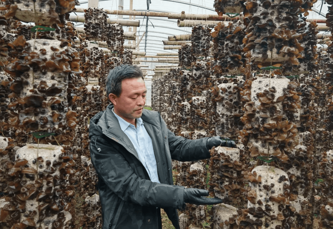 眼下,高海拔的剑河县磻溪镇平岑村,迎来了丹参种植的"黄金期".