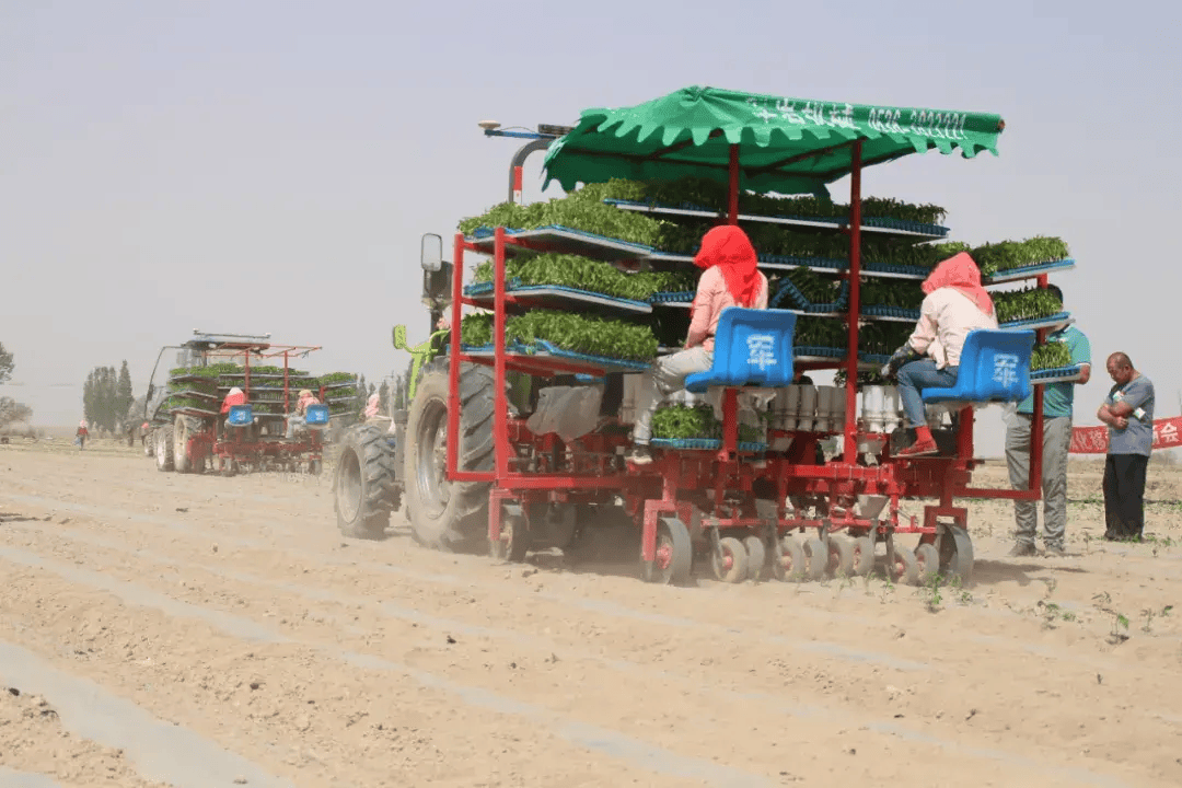 走进黑泉镇新开村辣椒种植基地,4台辣椒移栽机在