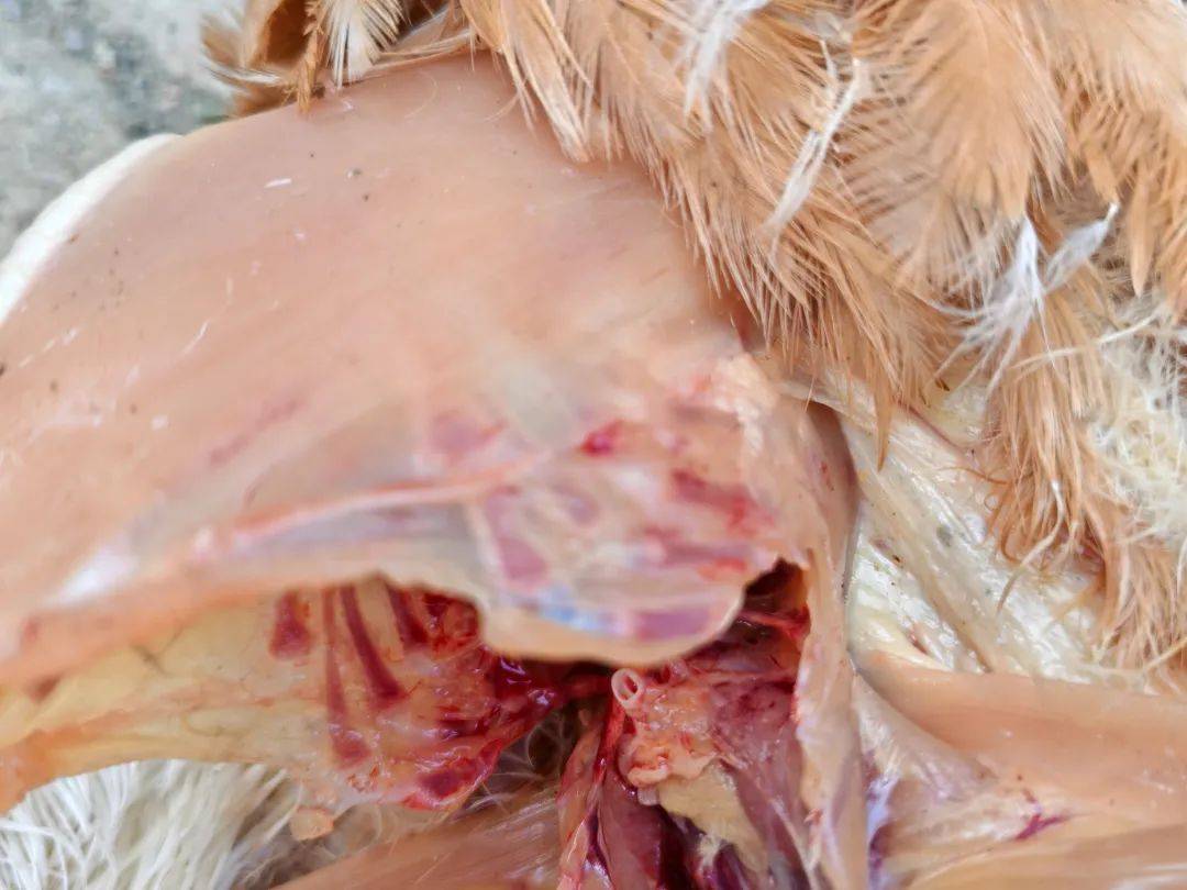 病例分享蛋小鸡法氏囊病例及治疗方案