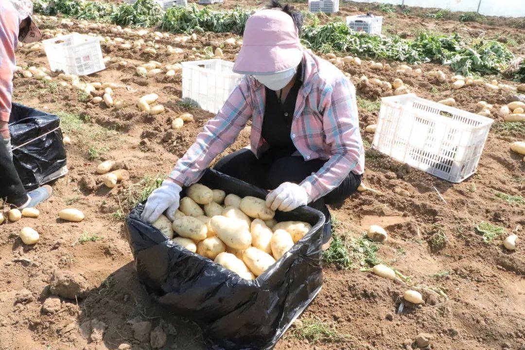 湖屯镇:土豆喜收获 棚内好"丰"景_肥城_大棚_种植