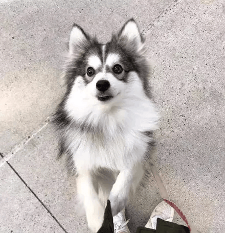 哈士奇和博美不小心生下孩子,可没想到竟然长这样,厉害了!