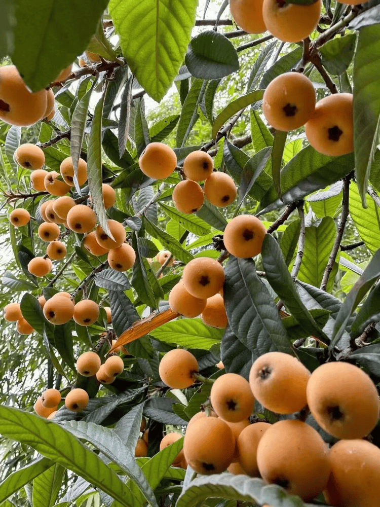 快去抢鲜!合川古楼枇杷丰产,多方助农促销忙