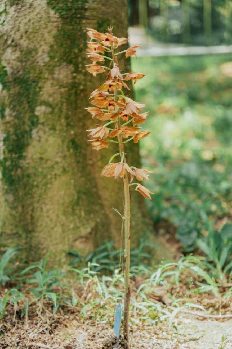 珍稀植物无叶美冠兰惊现南山荔香公园