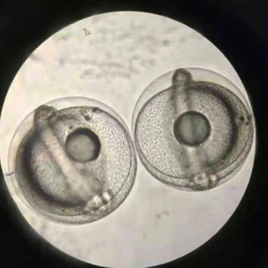 高品质!"蓝粮壹号"第六代金鲳苗 40多个海水鱼苗畅销全国_选育_科技_