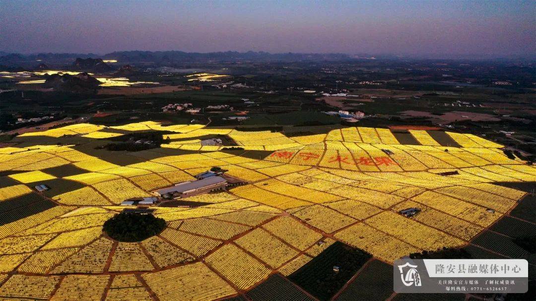 隆安县那桐镇金穗火龙果产业示范区.