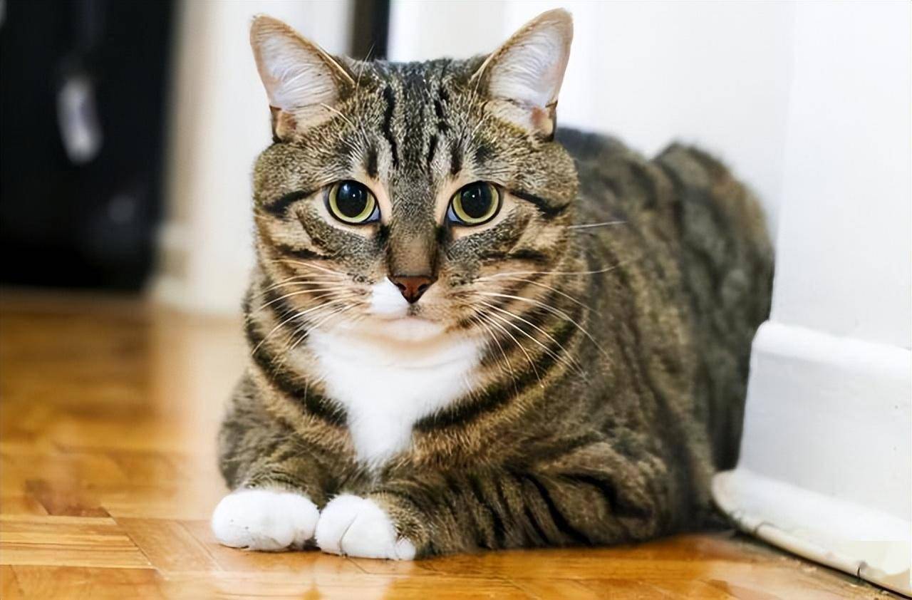 揭秘猫届"最通人性"排行榜:养到一只,也是有福之人!