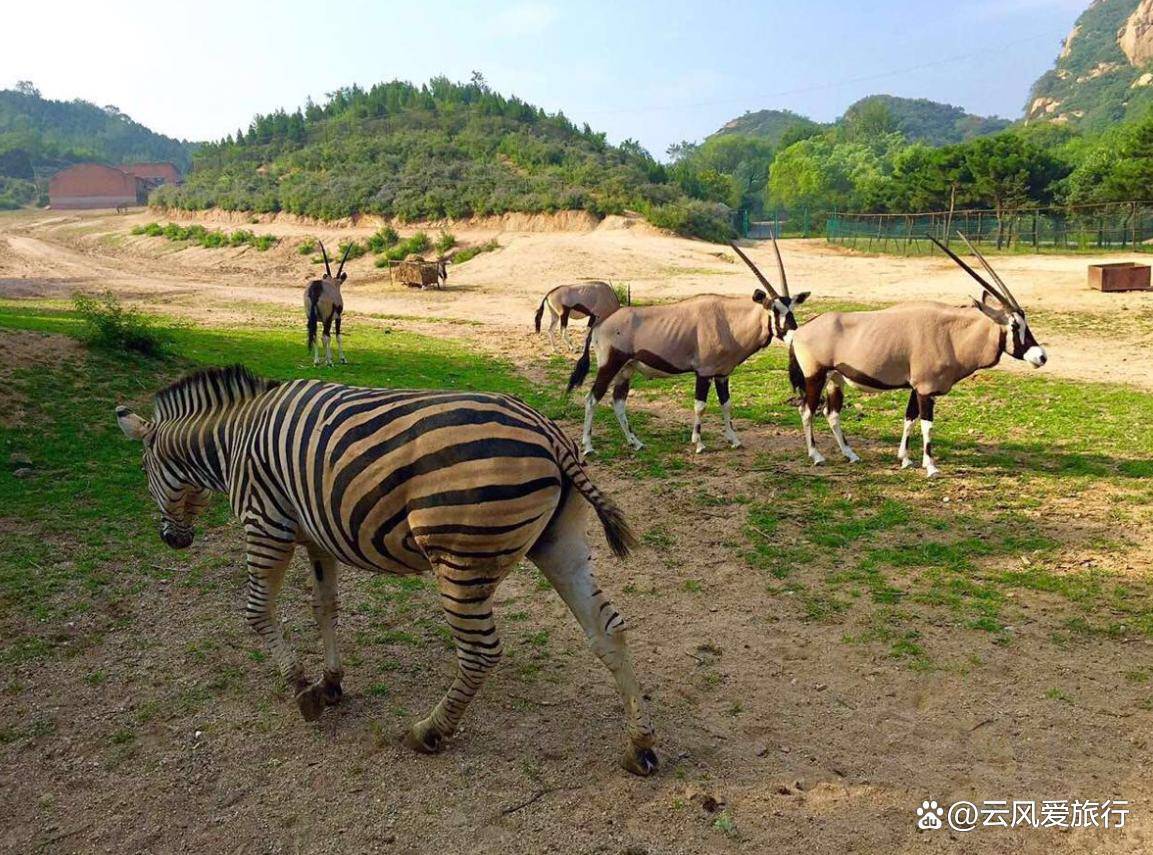 [gf]1f40e[/gf]康西草原:广阔的草原,丰富的动植物资源.