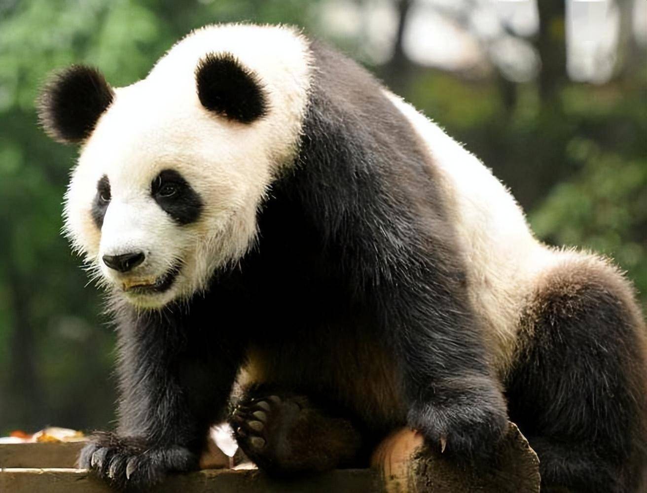 大熊猫的种类品种图片