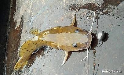 有毒的"淡水鱼王":曾被卖到8000元一条,如今却吓退无数钓鱼佬_芝麻