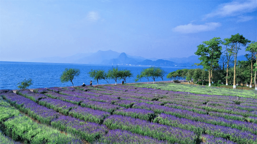 湿地公园旅游观光度假休闲吸引了各地游客前来抚仙湖旖旎风光时值初夏