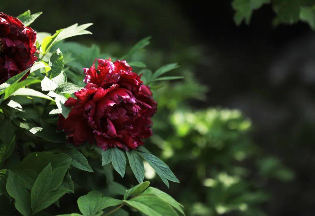 曲二|【居民投稿】牡丹盛开竞峥嵘——中山公园牡丹花美图赏