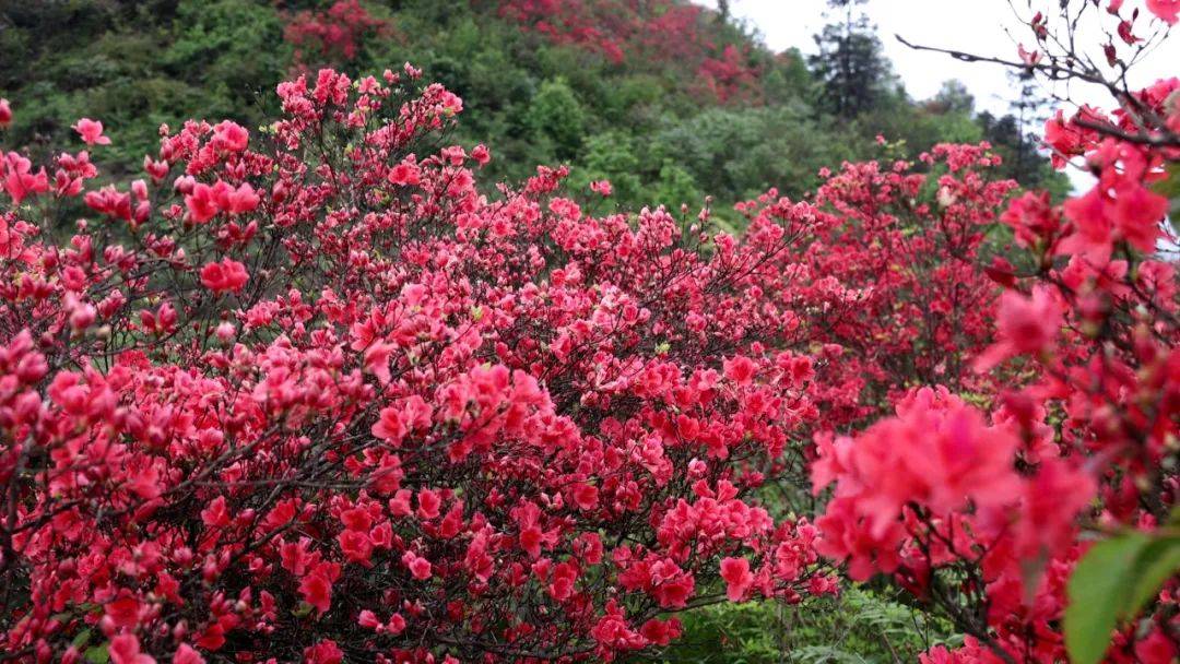 邵阳县:十里杜鹃次第开 花团锦簇醉心田