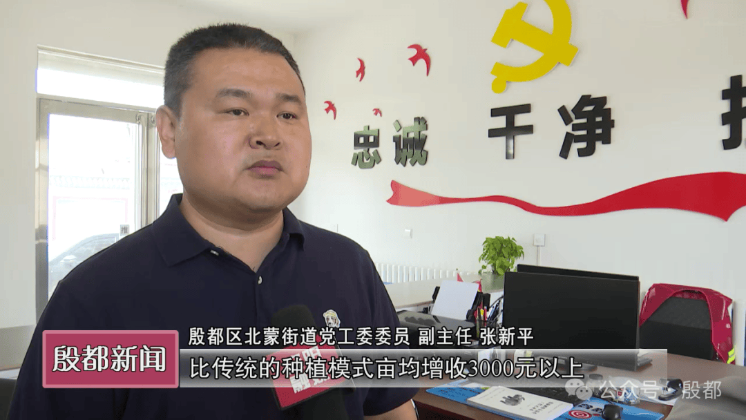 殷都区十里铺村:发展麦椒套种模式 助力乡村振兴