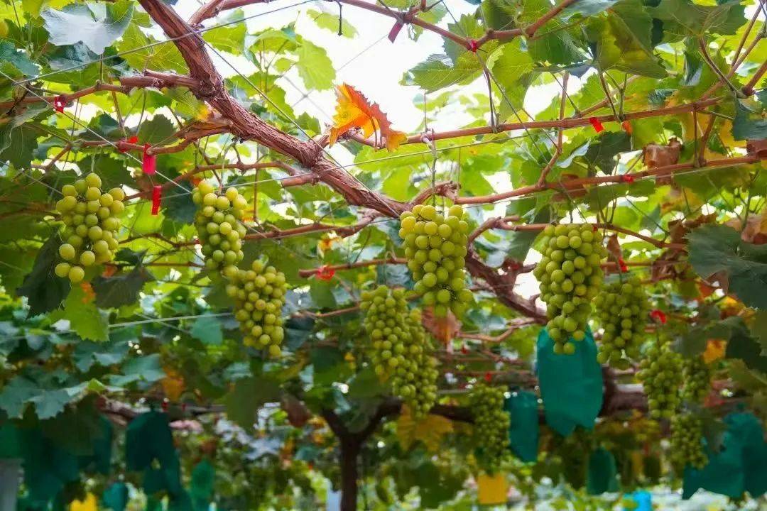 "赵志诚说,共同富裕不光是钱袋子鼓了,村庄美了,更要顺应老百姓内心的