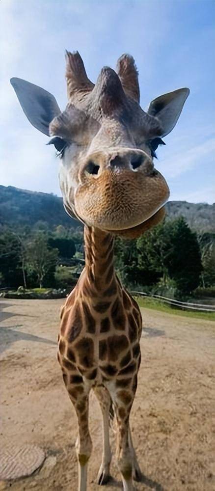 狮群猎食6米高长颈鹿,却被长颈鹿一脚踢飞,还进行疯狂踩踏!