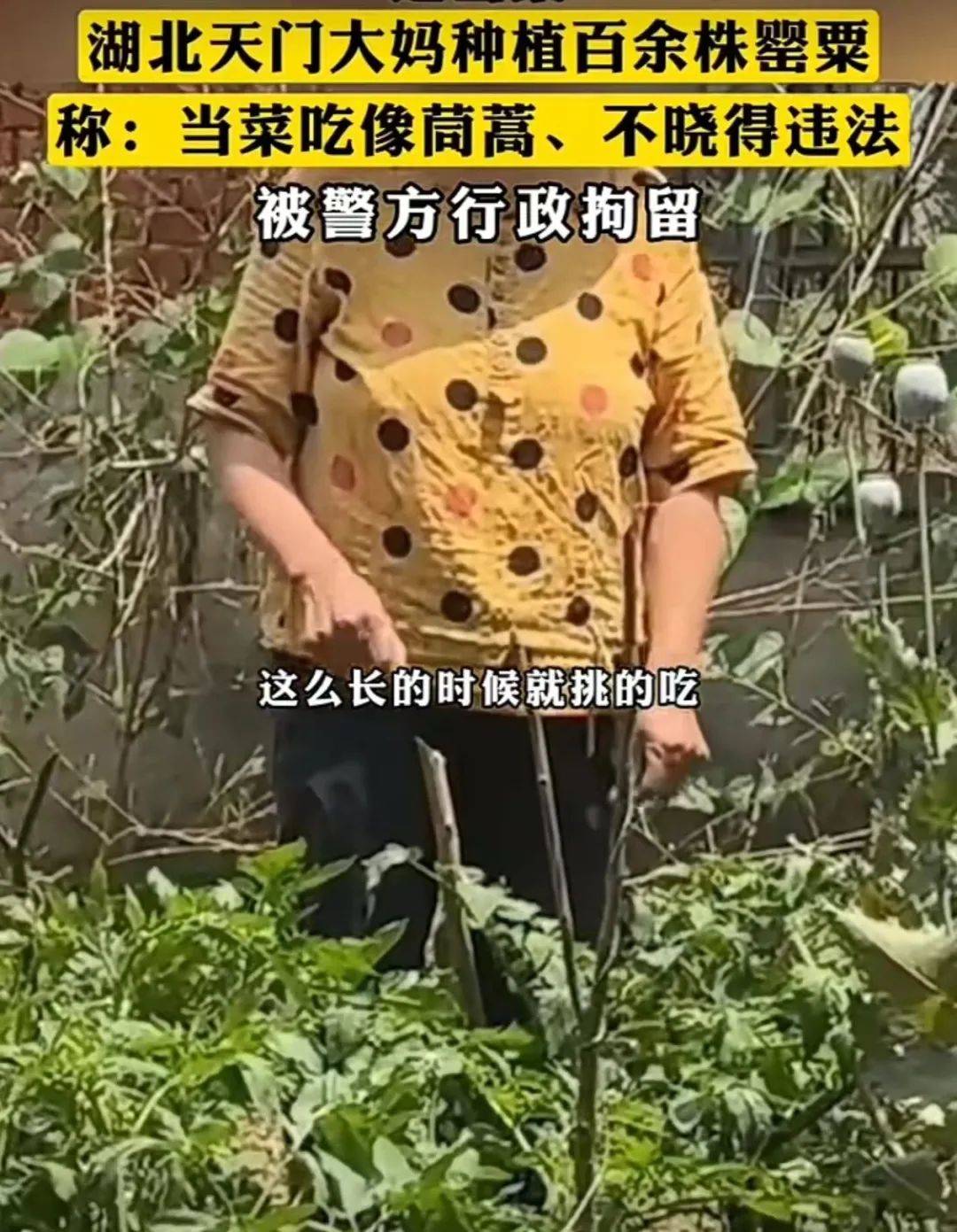 男子冒充"胖猫"事件女主被行政处罚:9日,泸州网警通报称,泸州网民许某