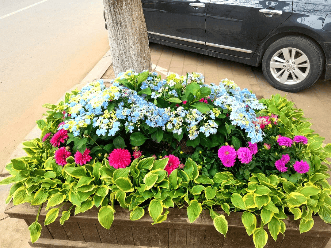 【创城】种花植绿添新景 美化环境展新颜_生活_街道_花坛