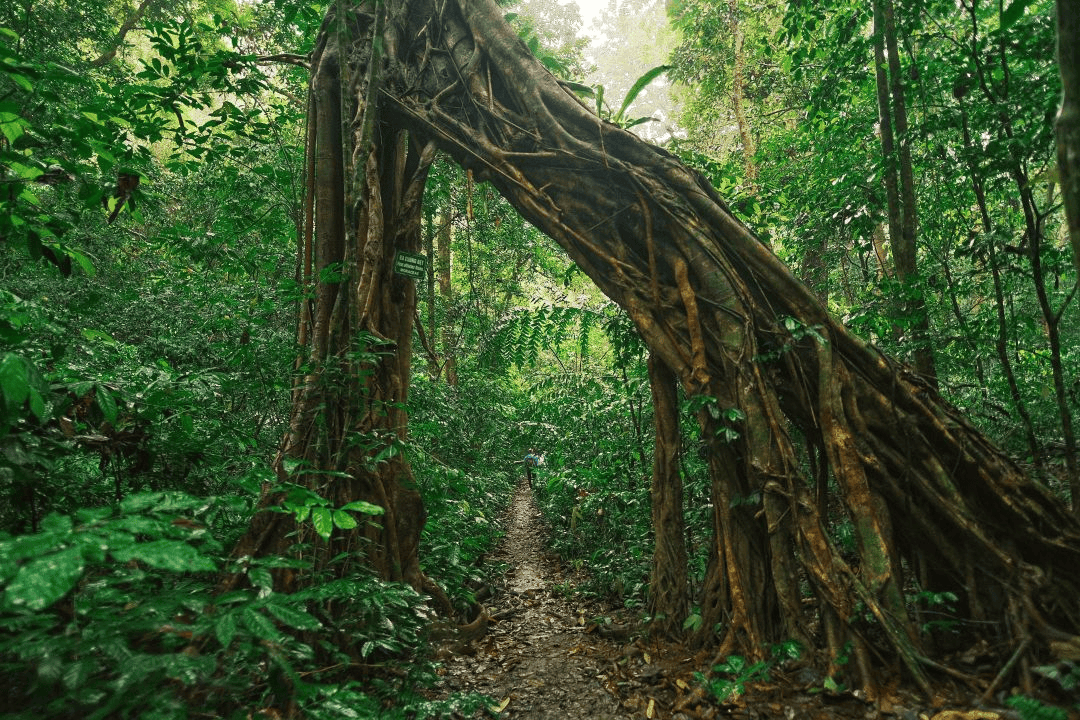 岛上有一大片漫无边际的原始森林,越南政府已经将这片原始森林划为吉