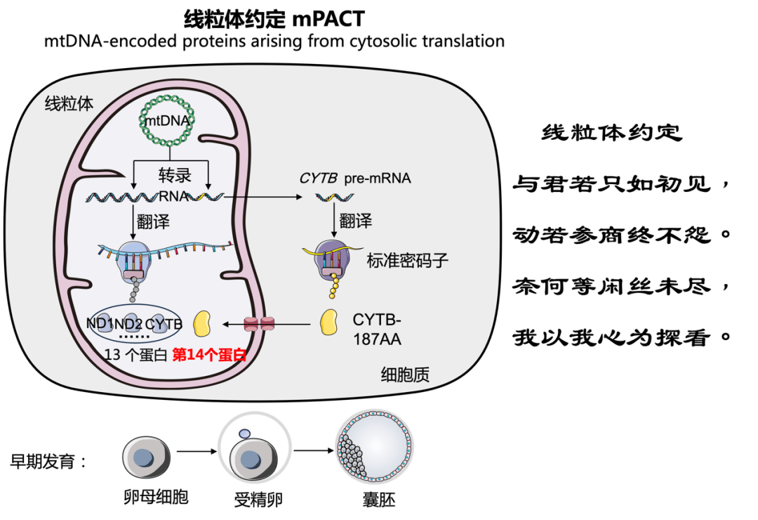 我国科学家首次发现线粒体基因编码第14个蛋白质_研究_细胞_刘兴国