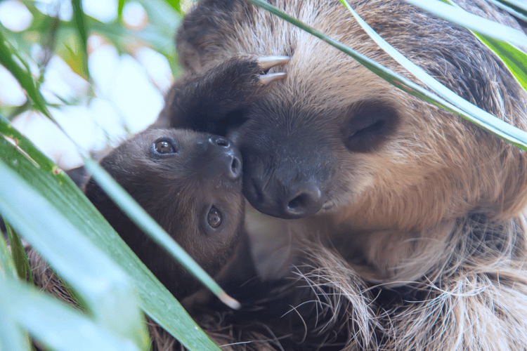 温情母亲节:动物母子亲密暖人心
