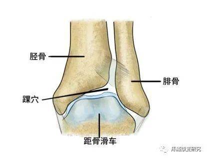 足踝生物力学6s中心图片