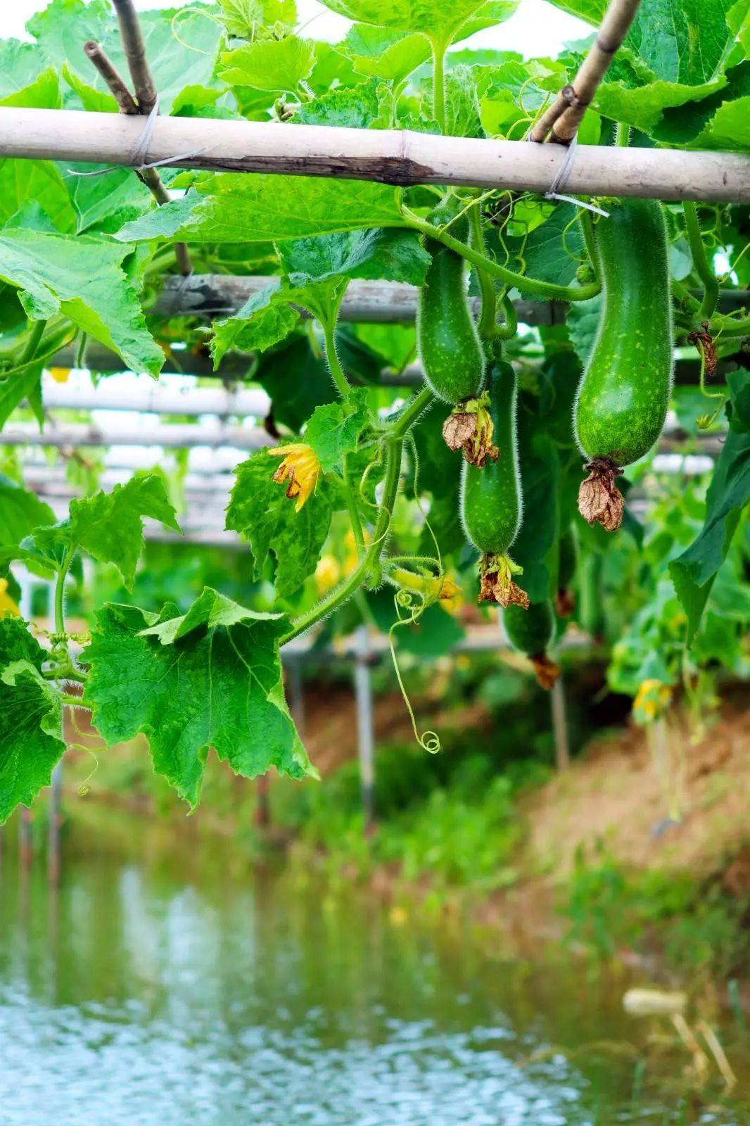 自组成团|0699寻味顺德黑毛节瓜宴,岭南水乡古村落【逢简水乡】