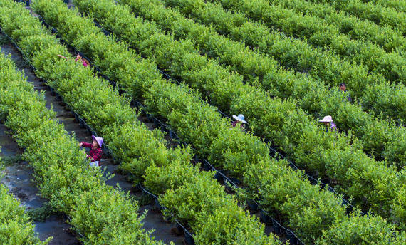 2024年5月9日,重庆市南川区大观镇标准化蓝莓种植基地迎来采收季