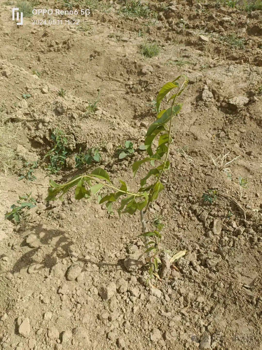 营养杯苗栽上浇二水追肥后必须立即覆黑膜