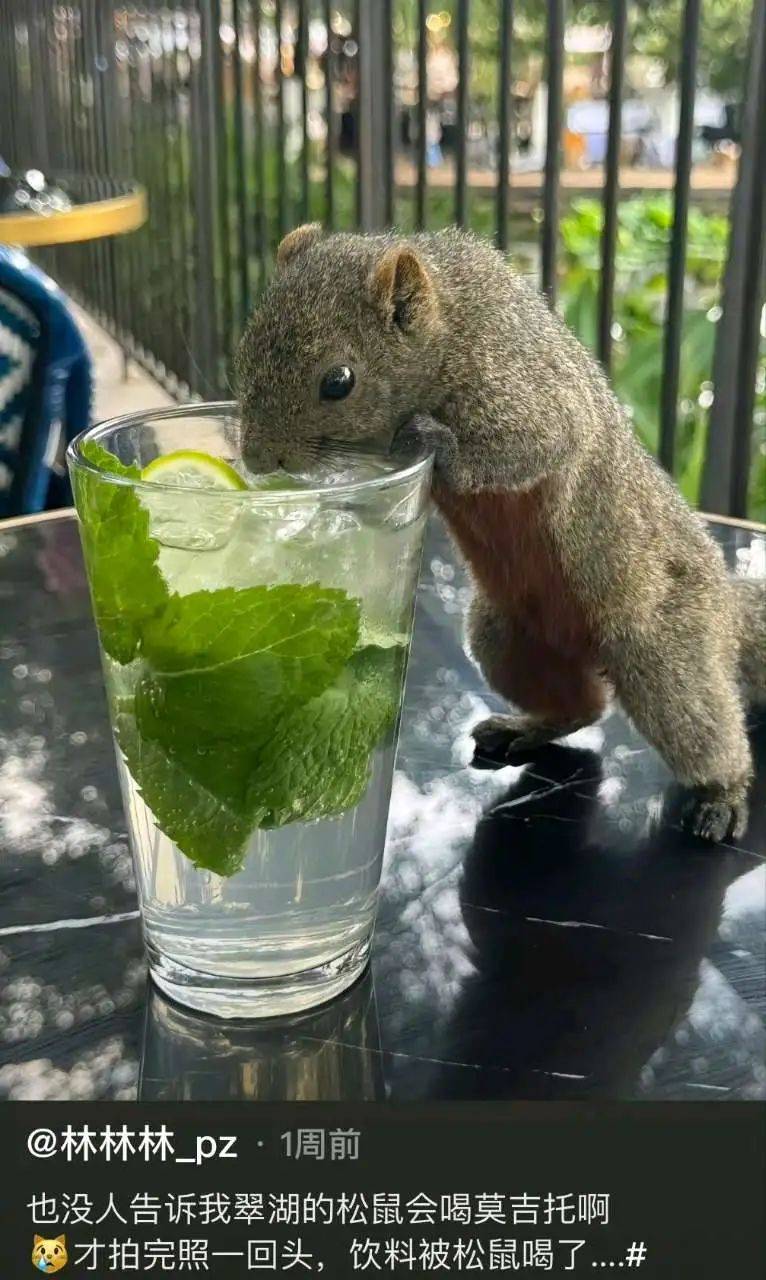 全网最会蹭吃蹭喝的松鼠,犯罪记录累累啊!