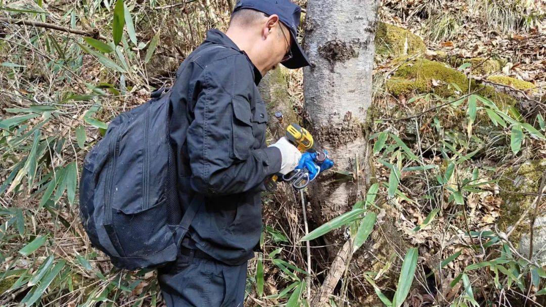 省汉西林业局开展松材线虫病防控工作