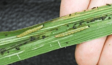 复配阿维菌素和虫螨腈混配后增效明显,对高抗性蓟马,青虫,甜菜夜蛾