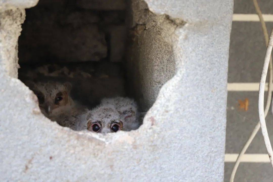 呆萌又可爱!天台乡村的老烟囱迎来"特殊的村民"30年