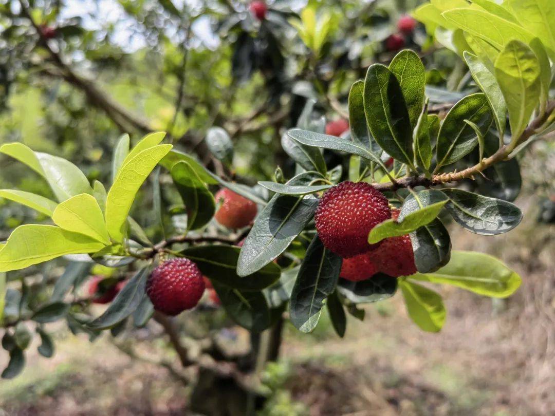 白沙杨梅陆续成熟采摘啦!