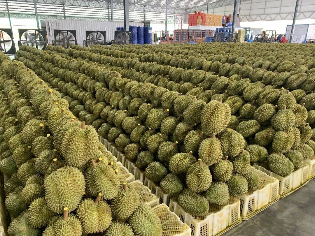 榴莲批发商保存榴莲的秘诀有哪些?怎样控制成本不亏本