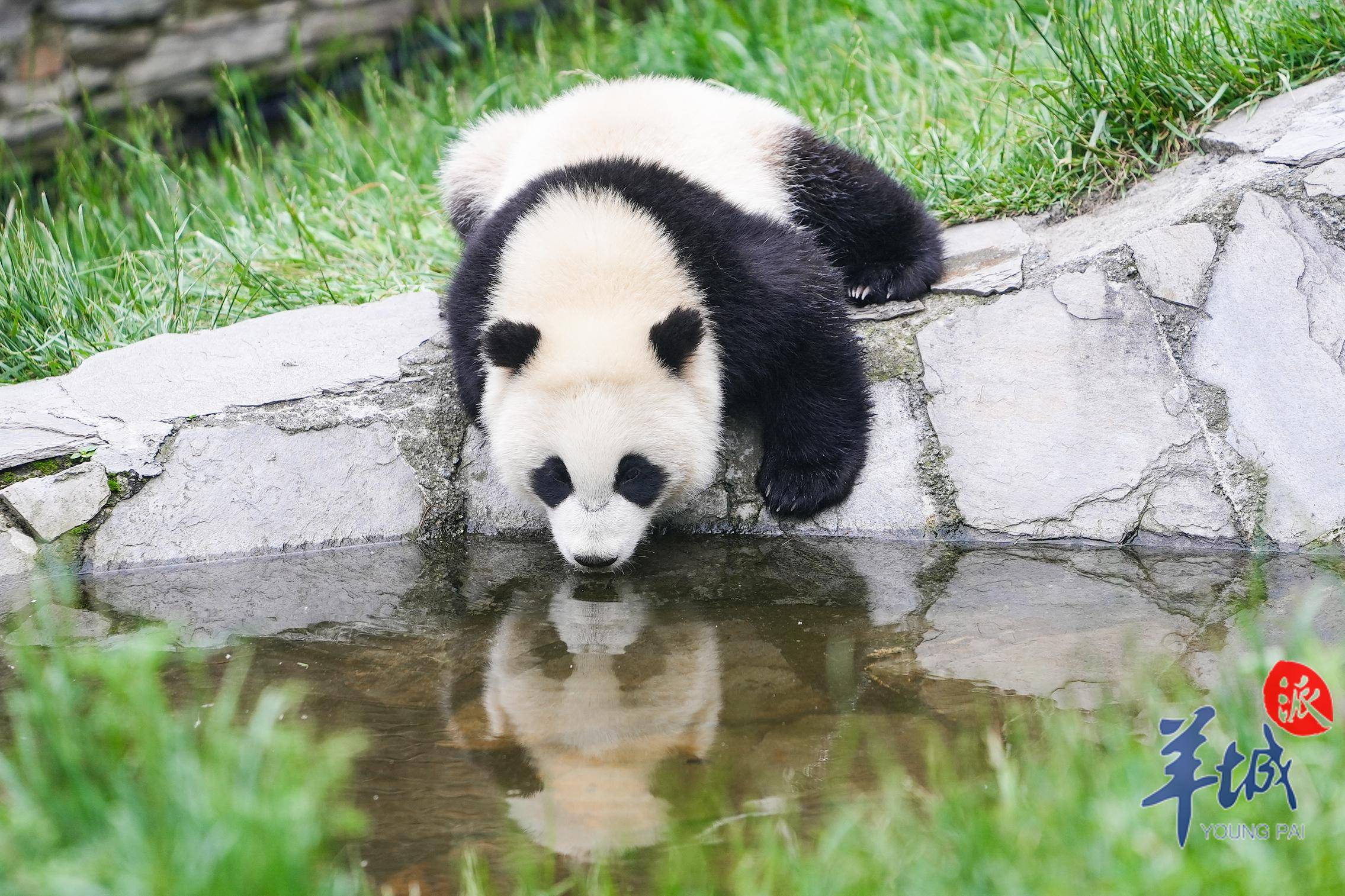 大熊猫图片真实照片图片