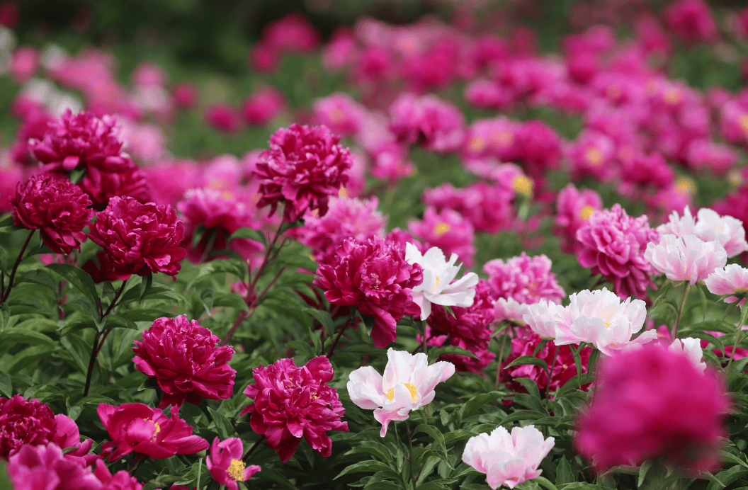 北京"五月花神"花开成海,浪漫如画!快来get你的专属花海大片!