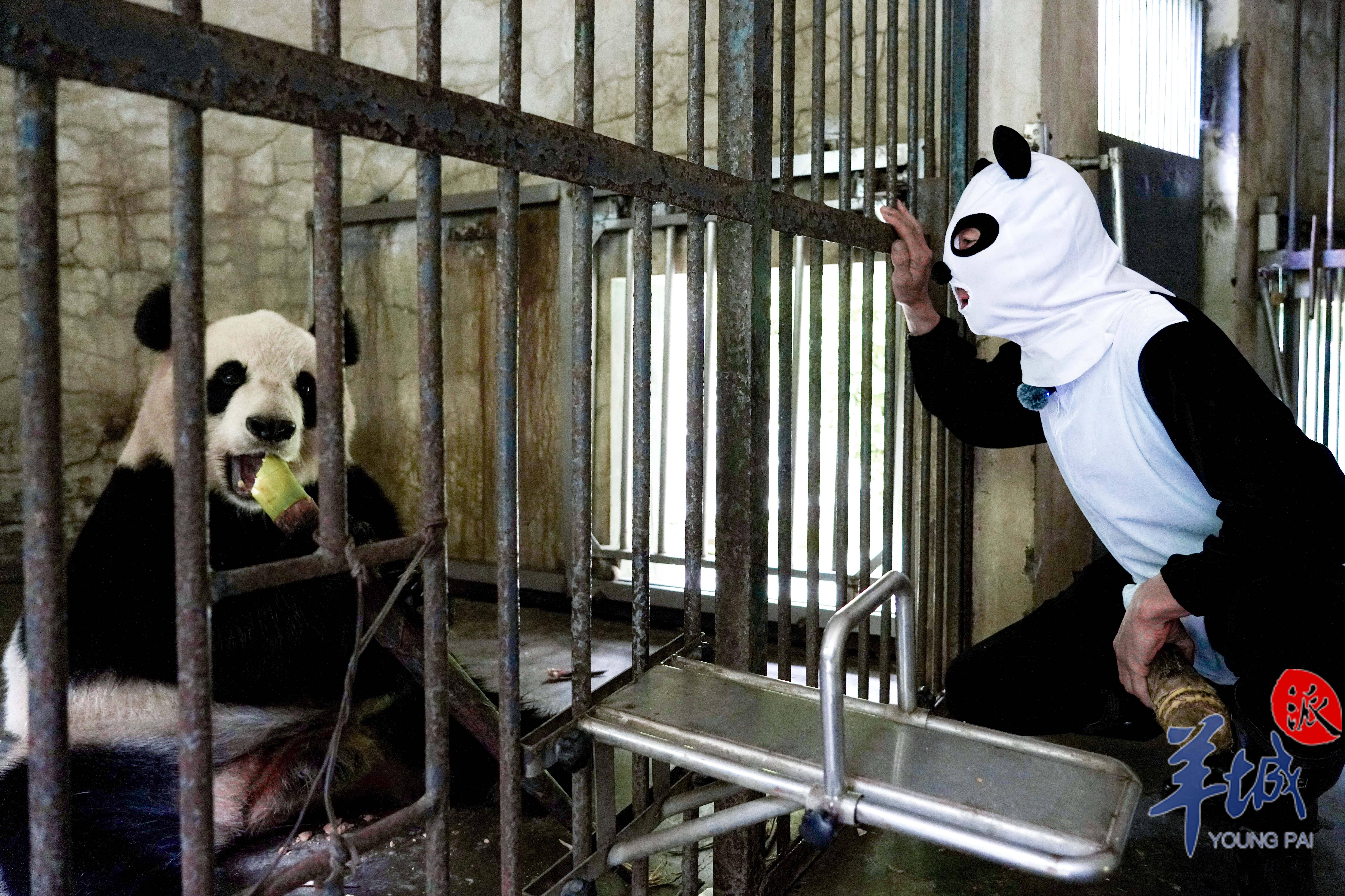 汶川地震的亲历者,中国大熊猫保护研究中心饲养员牟仕杰说:"地震发生